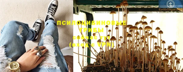 ПСИЛОЦИБИНОВЫЕ ГРИБЫ Вязники